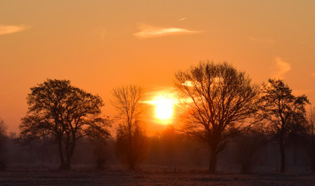 Sunrise forest