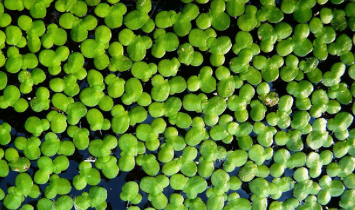 duckweed