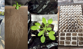 Different plant research setups