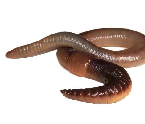 Tiny Ten: De regenworm