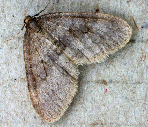 Winter moth