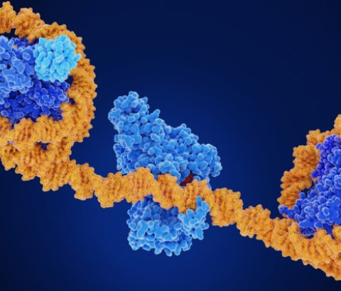DNA-streng
