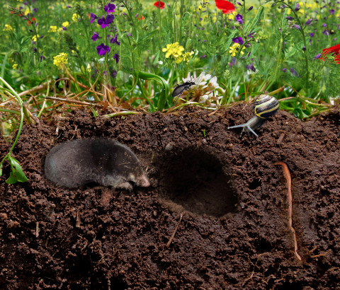 Een bloemenweide met ondergronds een aantal bodemdieren zoals mol, regenworm, kever.