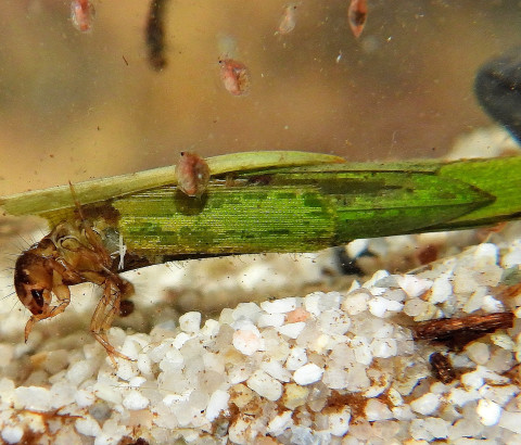 Kokerjuffer met plantendeeltjes
