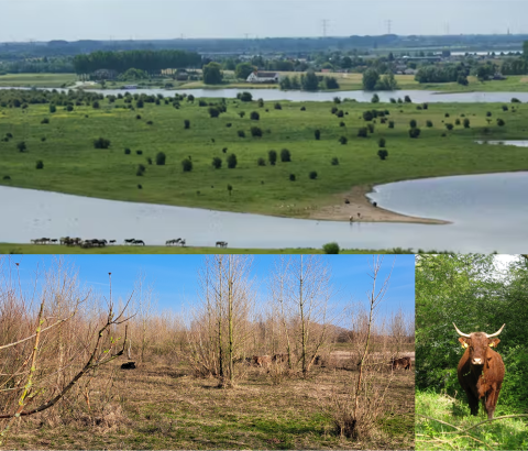 The effects of Rewilding on woody-plant regeneration and open-woodland mosaics