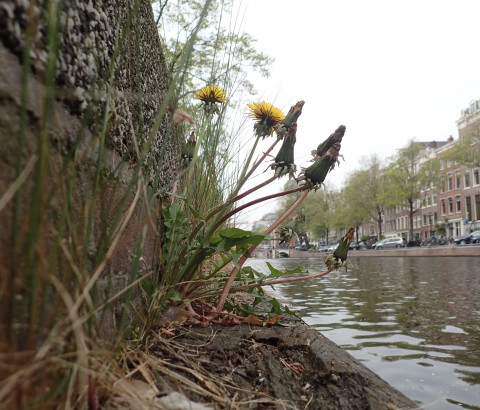 Stadse paardenbloem langs Amsterdamse gracht