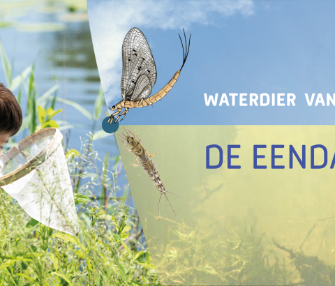 Jaar van de eendagsvlieg
