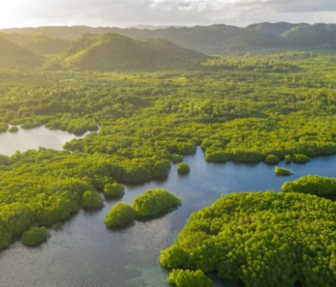 Atlantic forest, Brazil, as seen from above.