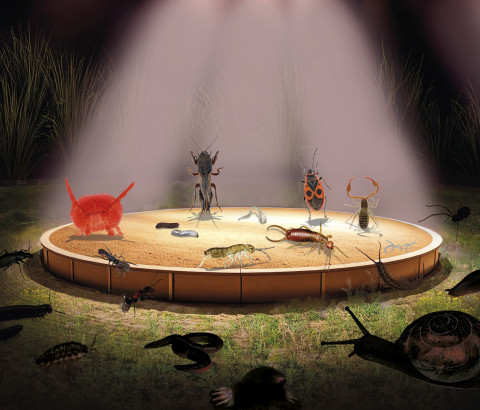 Soil Animal Days 2025: meet the Little Eleven!