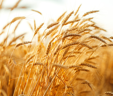 Grain crops