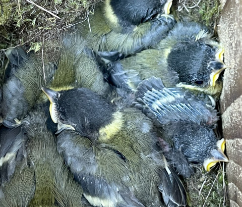 Koolmezen in nestkast