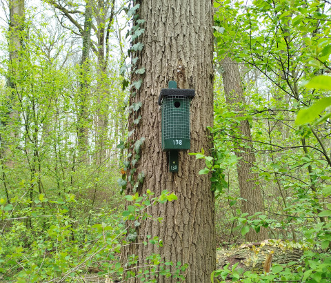 Nestkast 138 hangt aan een boom in het bos