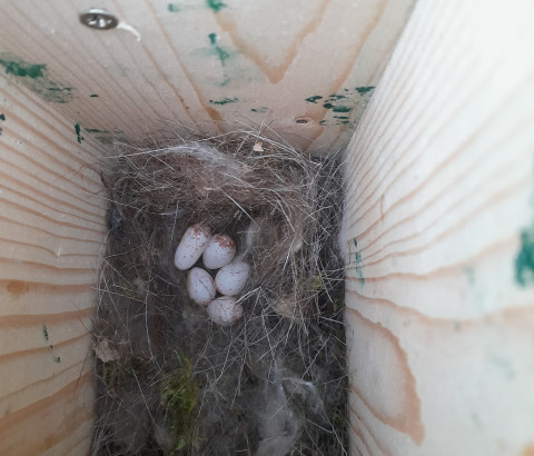Nestkast met 5 koolmeeseieren