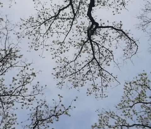 Uitlopende bomen in het voorjaar