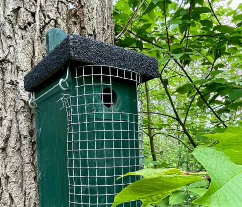 Nestkast 138 close-up