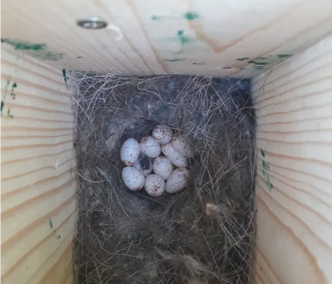 Nestkast 138 op 7 april 2026