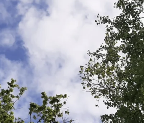 Bomen uitgelopen half mei