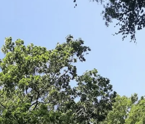 Bomen vol in blad 26 mei