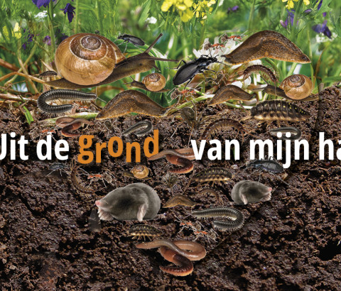 Bodemdierendagen 2026 campagnebeeld