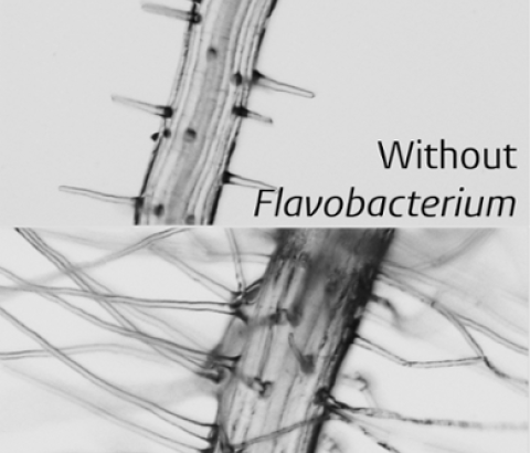 Flavobacterium