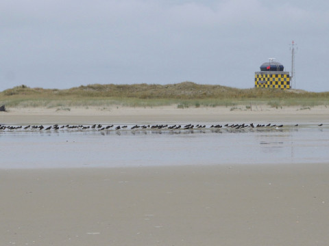 Scholeksters op de Vliehors