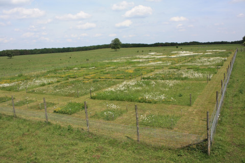 Clue Field
