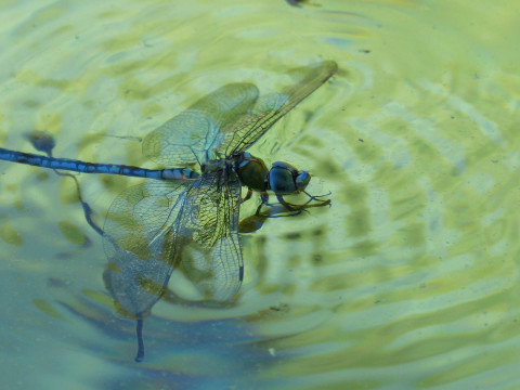 Libelle