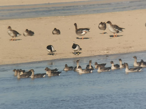 Brandgans YTBV aan de oever van de Gele Rivier