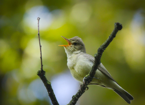 Spotvogel