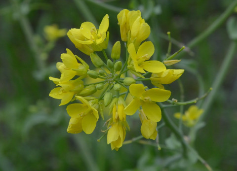 Brassica rapa