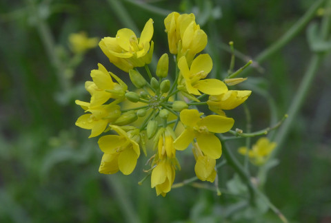Brassica rapa
