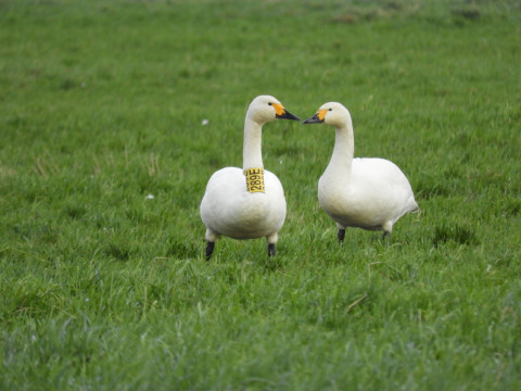 Kleine zwanen met nummers