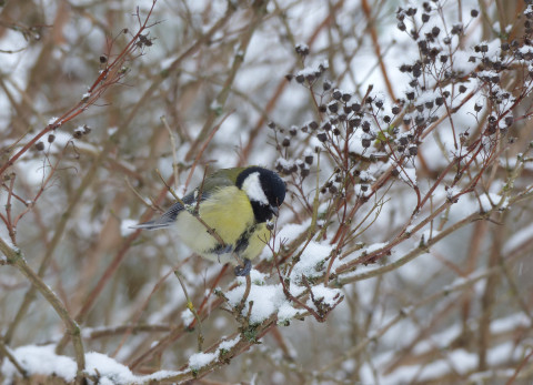 Koolmees in de sneeuw