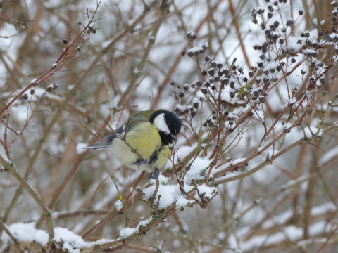 Koolmees in de sneeuw