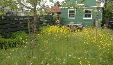 Groene tuin