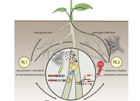 Hoe planten hulp regelen