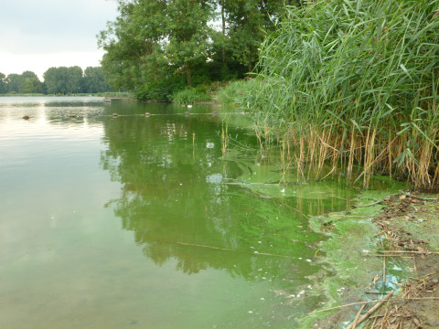 Blauwalgenbloei