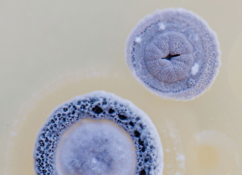 Streptomyces
