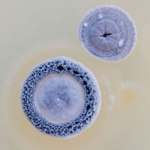 Streptomyces