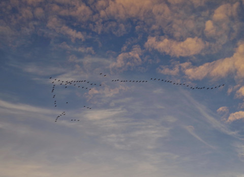 Een groep trekvogels in V-formatie in de lucht