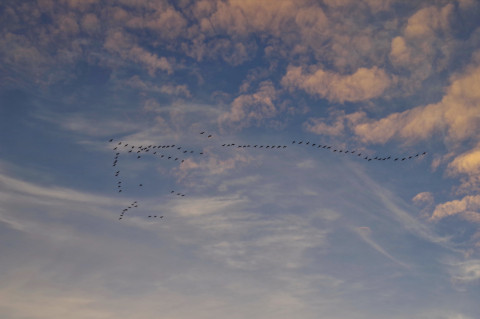 Een groep trekvogels in V-formatie in de lucht