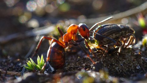 Bosmier met een insectachtige