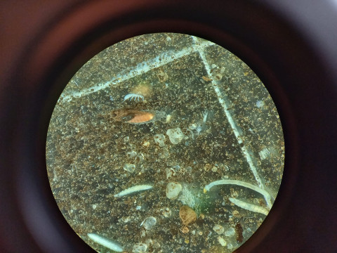 Microscoopbeeld