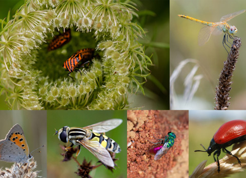 Foto's van verschillende soorten insecten in een collage