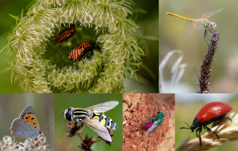 Foto's van verschillende soorten insecten in een collage