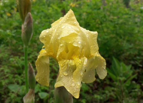 Iris cover