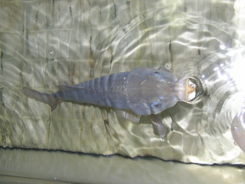 Karper