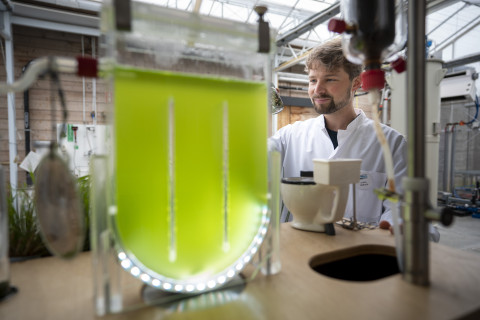 Algenbioreactor voor afvalwaterzuivering