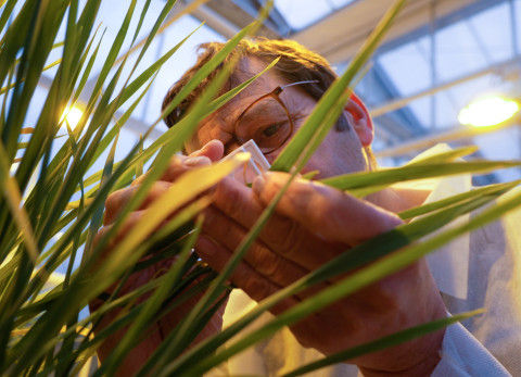 Studying the ecology of crops