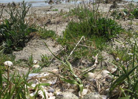 Nestaanzee